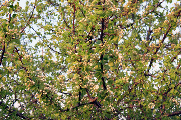 wild yellow pear at sunset, in the sunshine, blooming in spring, close-up
