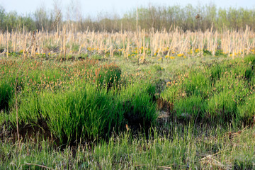 Spring background with yellow flowering plants of gold color in early spring. Beautiful yellow flowers. The splendor of marsh flowers. Marsh flowers close up. Swamp landscape.