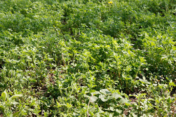 Senior woman with gardening tool works with hands in her garden during spring planting of crops on freshly plowed soil