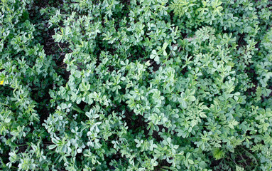 Green fresh clover growing in early spring. Can be used as a background or texture, close-up