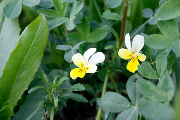 Fototapeta premium Green fresh clover growing in early spring. Can be used as a background or texture, close-up