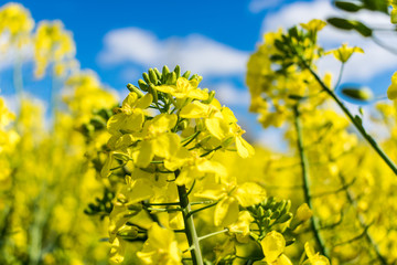 Obraz premium field of yellow flowers in springfield of yellow flowers in spring in spain