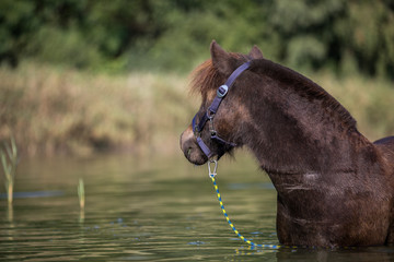 Naklejka premium Pony im See