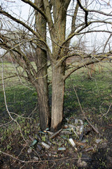 Glass and plastic bottles under a burnt tree, garbage, environmental pollution