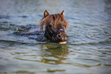 Pony schwimmt im See