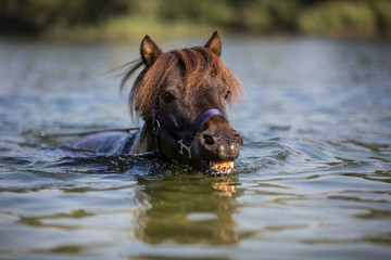 Pony schwimmt im See Badesee für Tiere Pony lacht und flehst