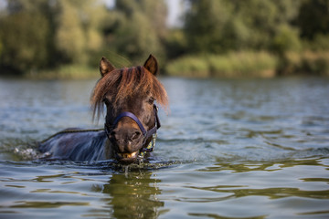 niedliches Pony schwimmt im See, Shetlandpony trägt ein Halfter und schwimmt im Wasser,...