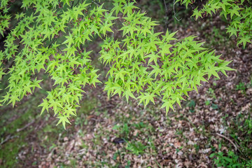 若葉のもみじ