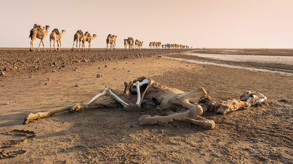 A dead dromedary along the caravan way at sunrise in the Danakil Depression in Ethiopia