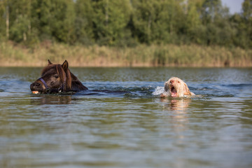 Hund und Pony schwimmen im See