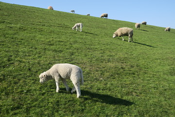 Grasende Schafe auf einem Deich auf der Halbinsel Eiderstedt (Nordfriesland)