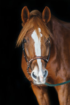Pony Reitponyportrait 