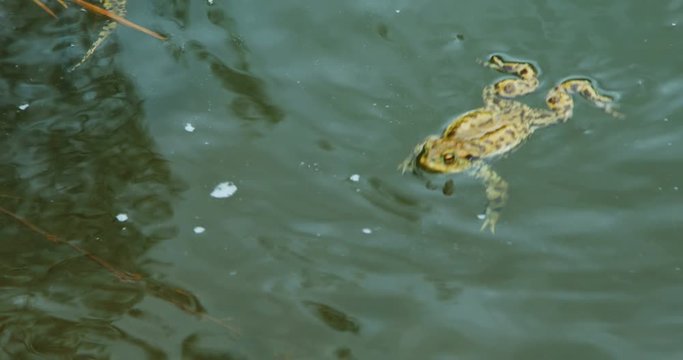 Frogs swimming in lake at spring - frog sitting at rock