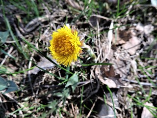 yellow flower of coltsfoot