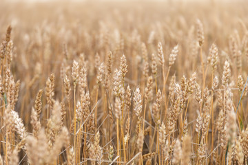 Wheat field ears