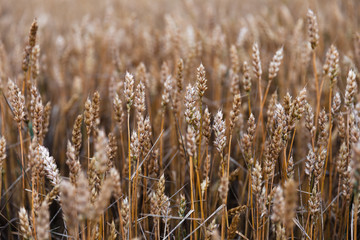 Fototapeta premium Wheat field ears