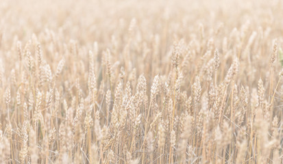 Fototapeta premium Wheat field ears