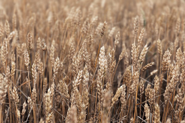 Wheat field ears