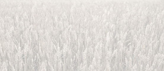 Obraz premium Wheat field ears