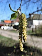 Birch earrings in spring