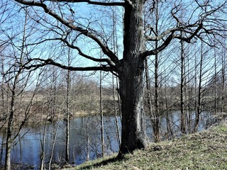 Oak tree on the bank of river