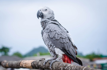  parrot life