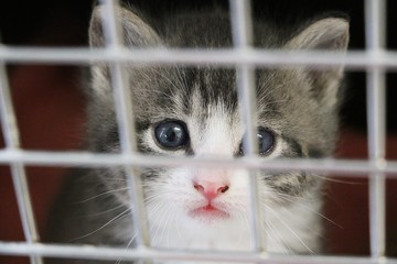 beautiful small kitten head portrait behind a fence