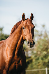 Fototapeta premium Warmblut Pfer