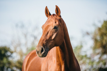 Warmblut Pferd Fuchs Portrait © Ines Hasenau