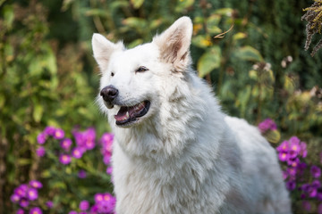 Weißer Schäferhund
