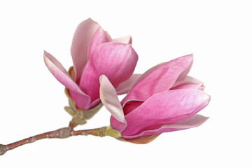Obraz na płótnie Canvas Magnolia flowers