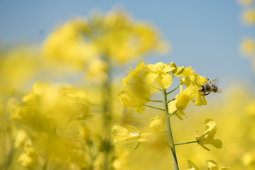 Obraz premium Honneybee collecting nectar on a rape flower