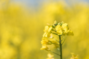 Rape Flowers in the season spring. Yellow field