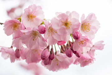 Nahaufnahme einer Kirschblüte im Frühling
