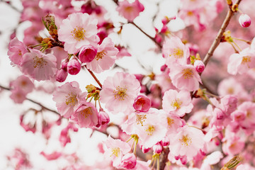 Fototapeta na wymiar Nahaufnahme einer Kirschblüte im Frühling