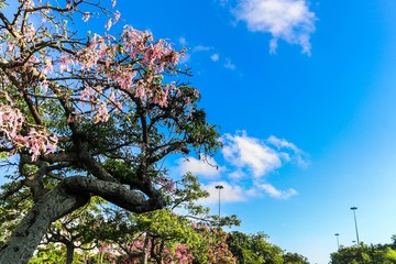 Nature in the Flamengo Aterro - Rio de Janeiro, Brazil