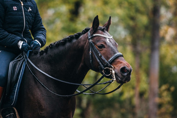 Fototapeta premium Reitponyhengst
