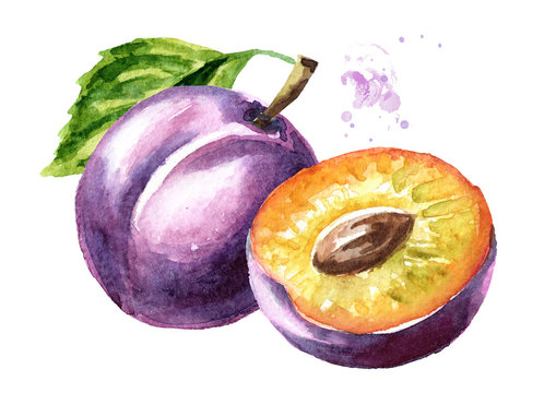 images Plum Images For Drawing https stock adobe com ee images ripe plum watercolor hand drawn illustration isolated on white background 265832557 start checkout 1 content id 265832557