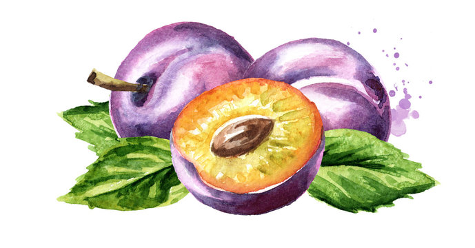 Ripe plum horizontal composition. Watercolor hand drawn illustration, isolated on white background