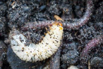 the larva of the may beetle closeup