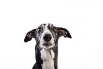 Portrait of a greyhound on white background