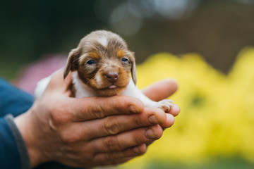 American miniature dachshund