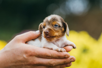 Hund American miniature dachshund winzig klein gehalten in gefalteten H&auml;nden