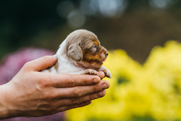 American miniature dachshund