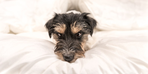 Funny little Jack Russell Terrier dog  is lying and sleeping in a bed