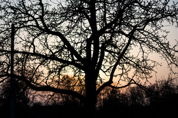 silhouette of a tree