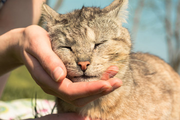 women's hands stroking a beautiful cat, which with pleasure closed its eyes on a summer day