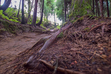 scenery at the azores (sao miguel)