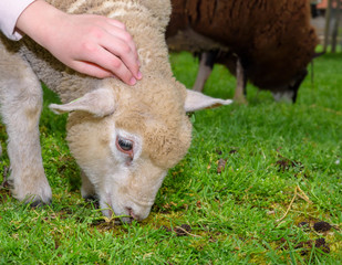 Childrens hand petting a lamb on a Sheep Farm