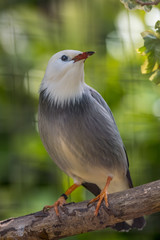 Fototapeta premium Portrait of a red billed starling standing on a tree branch